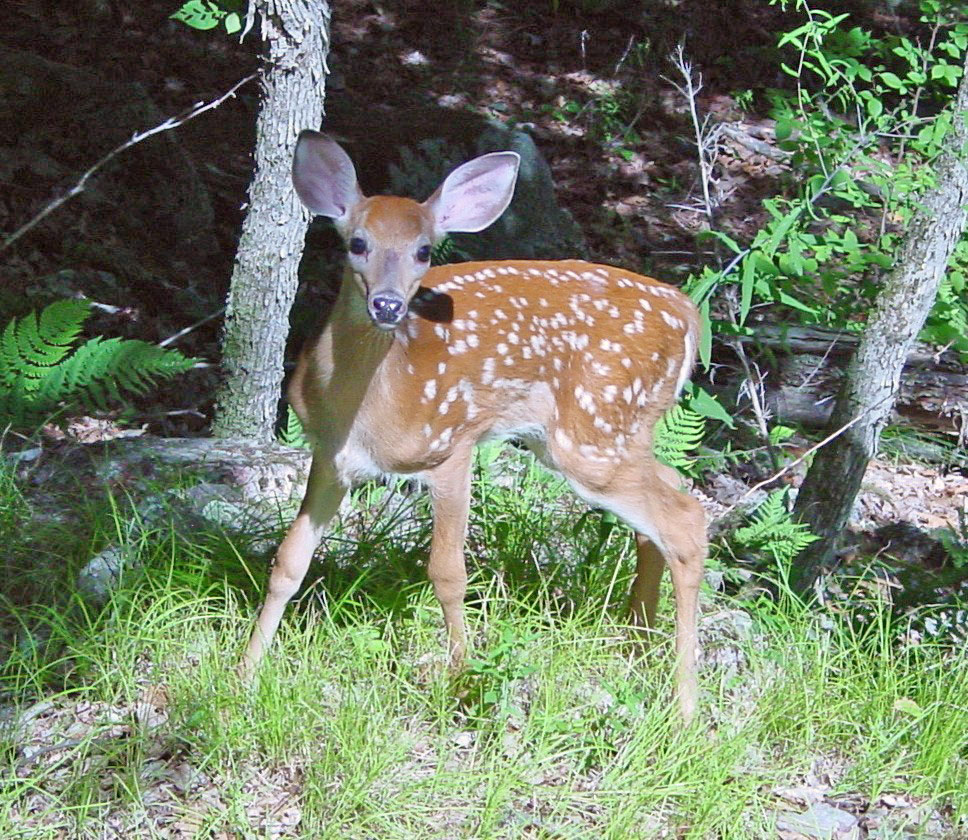 Ubuntu Feisty FAWN (7.04)