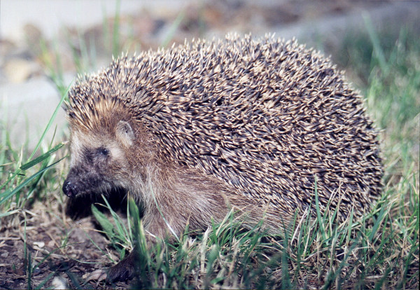 Ubuntu Hoary HEDGEHOG (5.04)