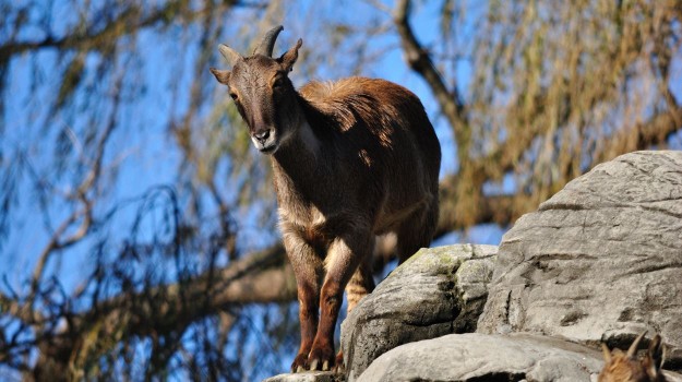 Ubuntu Trusty TAHR (14.04)