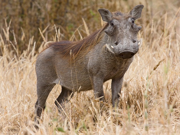 Ubuntu Warty WARTHOG (4.10)